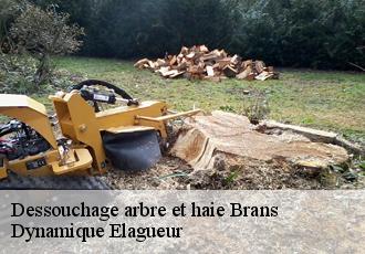 Dessouchage arbre et haie  brans-39290 Dynamique Elagueur