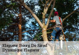 Elagueur  bourg-de-sirod-39300 Dynamique Elagueur